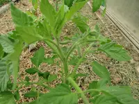 CIMG0912.webp