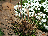 Hortensie und Nachtfröste_kleiner.webp