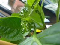 CIMG4221.webp