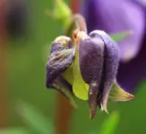 Akelei_lila_smaller.webp