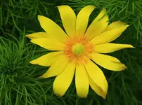 im Kräutergarten4_smaller.webp