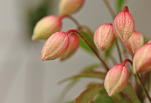 rosablühende Clematis_smaller.webp