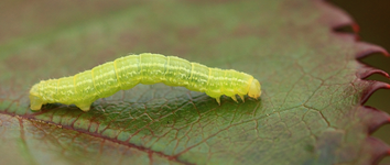 Rosenwickler4_smaller.webp