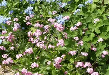 rosa Vergißmeinicht.webp