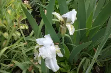 Garten 05 2012 001.webp