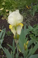 Garten 05 2012 002.webp
