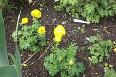 Garten 05 2012 003.webp