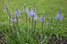Garten 05 2012 006.webp