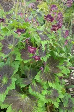 Garten 05 2012 007.webp