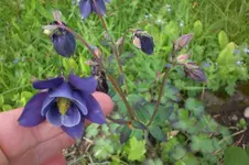 Garten 05 2012 008.webp