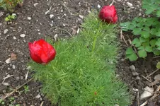 Garten 05 2012 009.webp
