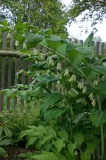 Garten 05 2012 010.webp