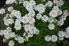 Garten 05 2012 012.webp