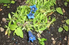 Garten 05 2012 013.webp