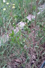 IMAG0799.webp