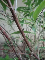 DSC09441.webp