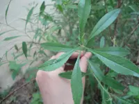 DSC09446.webp