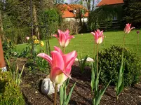 CIMG4307.webp