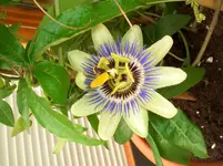 CIMG4305.webp