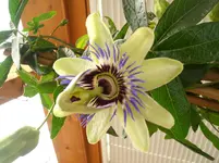 CIMG4304.webp