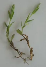 Rasenunkraut1.webp