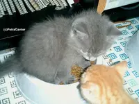 babe5.webp