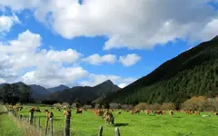 Copy of IMG_0756v.webp