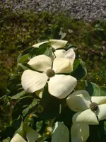 DSC00291.webp