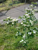 DSC00292.webp