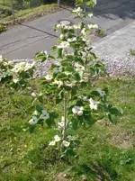 DSC00293.webp