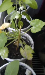 IMAG0763.webp