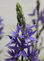 Allium2_smaller.webp