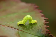 caterpillar_smaller.webp