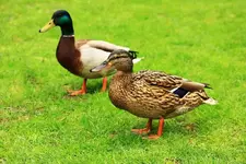 Stockentenpaar3_smaller.webp