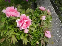003.webp