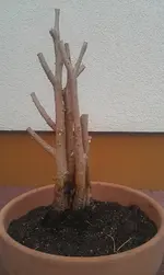 IMAG0212.webp