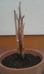 IMAG0213.webp