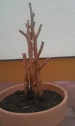 IMAG0214.webp