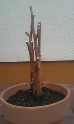 IMAG0215.webp