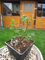 Nic080512 012.webp