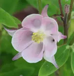 Akelei 120508.webp