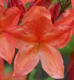 Azalee 120508.webp