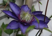 Clematis.webp