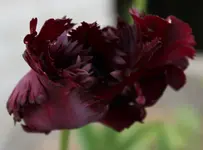Tulpe Vorgarten.webp