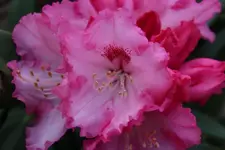 Rhododendron Vorgarten.webp