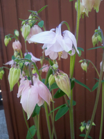 20120508150305.webp
