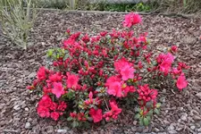 Rhododendron Strauch.webp