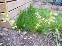 Geburtstag Luisa 2012 063.webp
