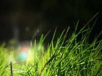 Windows_Orb_ball_in_wild_grass_by_AbhishekGhosh.webp