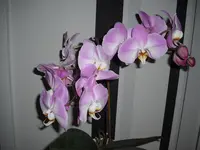 Mallorca 2012 121.webp